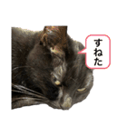 うちのニャンズ(トーガとマルニ)（個別スタンプ：8）