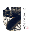 うちのニャンズ(トーガとマルニ)（個別スタンプ：17）