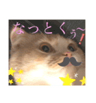 猫のはるたん。あつまれぇー！（個別スタンプ：1）