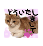 猫のはるたん。あつまれぇー！（個別スタンプ：3）