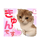 猫のはるたん。あつまれぇー！（個別スタンプ：5）