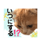 猫のはるたん。あつまれぇー！（個別スタンプ：7）