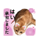 猫のはるたん。あつまれぇー！（個別スタンプ：9）