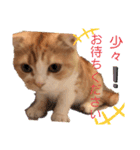猫のはるたん。あつまれぇー！（個別スタンプ：10）