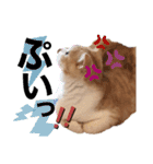 猫のはるたん。あつまれぇー！（個別スタンプ：11）