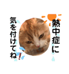 猫のはるたん。あつまれぇー！（個別スタンプ：12）