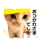 猫のはるたん。あつまれぇー！（個別スタンプ：13）