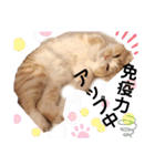 猫のはるたん。あつまれぇー！（個別スタンプ：14）