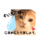 猫のはるたん。あつまれぇー！（個別スタンプ：15）