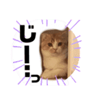 猫のはるたん。あつまれぇー！（個別スタンプ：16）