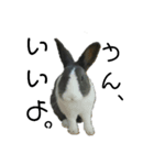 うさぎのモモと長介。（個別スタンプ：1）