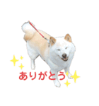 もふもふハクちゃん（個別スタンプ：1）