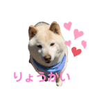 もふもふハクちゃん（個別スタンプ：3）