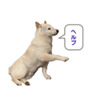 もふもふハクちゃん（個別スタンプ：13）