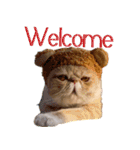 ウイニの猫（個別スタンプ：1）