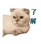 ウイニの猫（個別スタンプ：2）