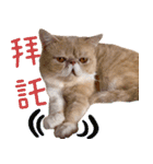 ウイニの猫（個別スタンプ：4）