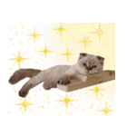 ウイニの猫（個別スタンプ：5）