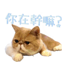 ウイニの猫（個別スタンプ：6）