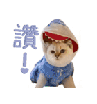 ウイニの猫（個別スタンプ：7）