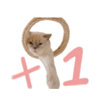 ウイニの猫（個別スタンプ：10）