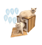 ウイニの猫（個別スタンプ：11）