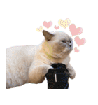 ウイニの猫（個別スタンプ：12）
