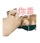 ウイニの猫（個別スタンプ：13）