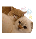 ウイニの猫（個別スタンプ：15）