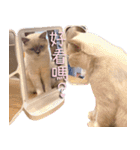 ウイニの猫（個別スタンプ：17）
