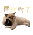 ウイニの猫（個別スタンプ：19）