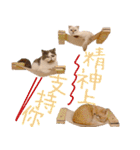 ウイニの猫（個別スタンプ：20）