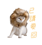 ウイニの猫（個別スタンプ：21）