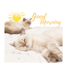 ウイニの猫（個別スタンプ：23）