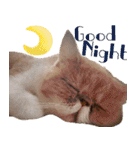 ウイニの猫（個別スタンプ：26）