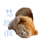ウイニの猫（個別スタンプ：27）