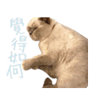 ウイニの猫（個別スタンプ：30）