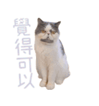 ウイニの猫（個別スタンプ：31）
