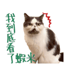 ウイニの猫（個別スタンプ：32）