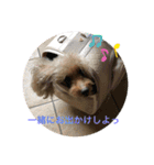 トイプードル anzu（個別スタンプ：4）