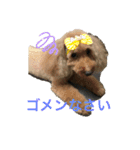 トイプードル anzu（個別スタンプ：6）