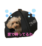 トイプードル anzu（個別スタンプ：14）