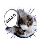 ネコでかわいく返信（個別スタンプ：1）