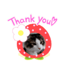 ネコでかわいく返信（個別スタンプ：3）