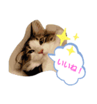 ネコでかわいく返信（個別スタンプ：5）