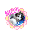 ネコでかわいく返信（個別スタンプ：7）