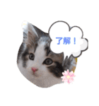 ネコでかわいく返信（個別スタンプ：10）