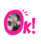 ネコでかわいく返信（個別スタンプ：12）