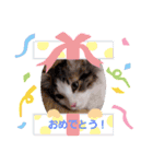 ネコでかわいく返信（個別スタンプ：15）