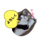ネコでかわいく返信（個別スタンプ：19）